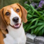 Uśmiechnięty beagle siedzący w ogrodzie obok fioletowych kwiatów i kamiennego obrzeża