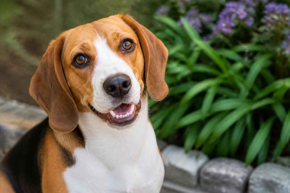 Uśmiechnięty beagle siedzący w ogrodzie obok fioletowych kwiatów i kamiennego obrzeża