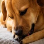 Brązowy pies leżący na kocu i liżący swoją przednią łapę